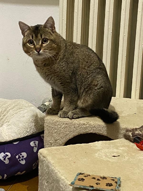 Bibó cerca adozione del cuore  Foto 8